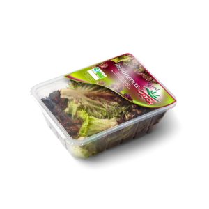 کاهو فرانسوی تازه